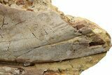 Hadrosaur Jaw, Scapula, and Rib in Sandstone - Wyoming #264893-2